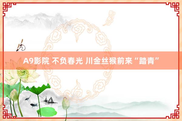 A9影院 不负春光 川金丝猴前来“踏青”